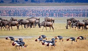 image of Safari in Kenya and Tanzania