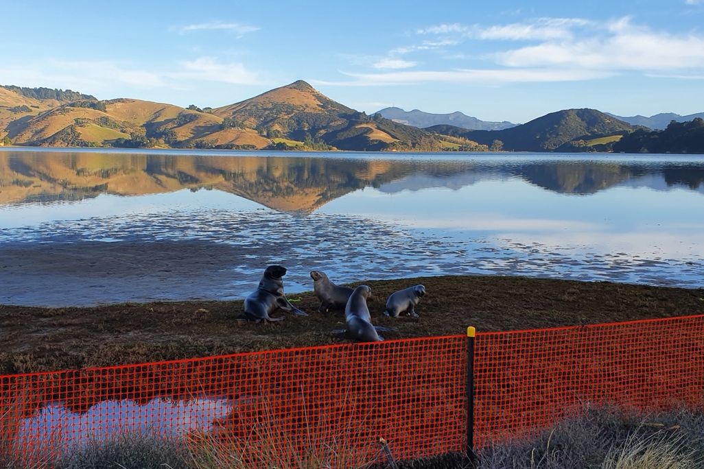 A landscape image of four sea lions on the shoreline of a body of water. There is an orange mesh fence behind them. In the background, there are tall brown mountains and a bright blue sky.