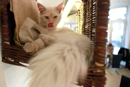 Cat in his basket at Vienna’s first cat cafe