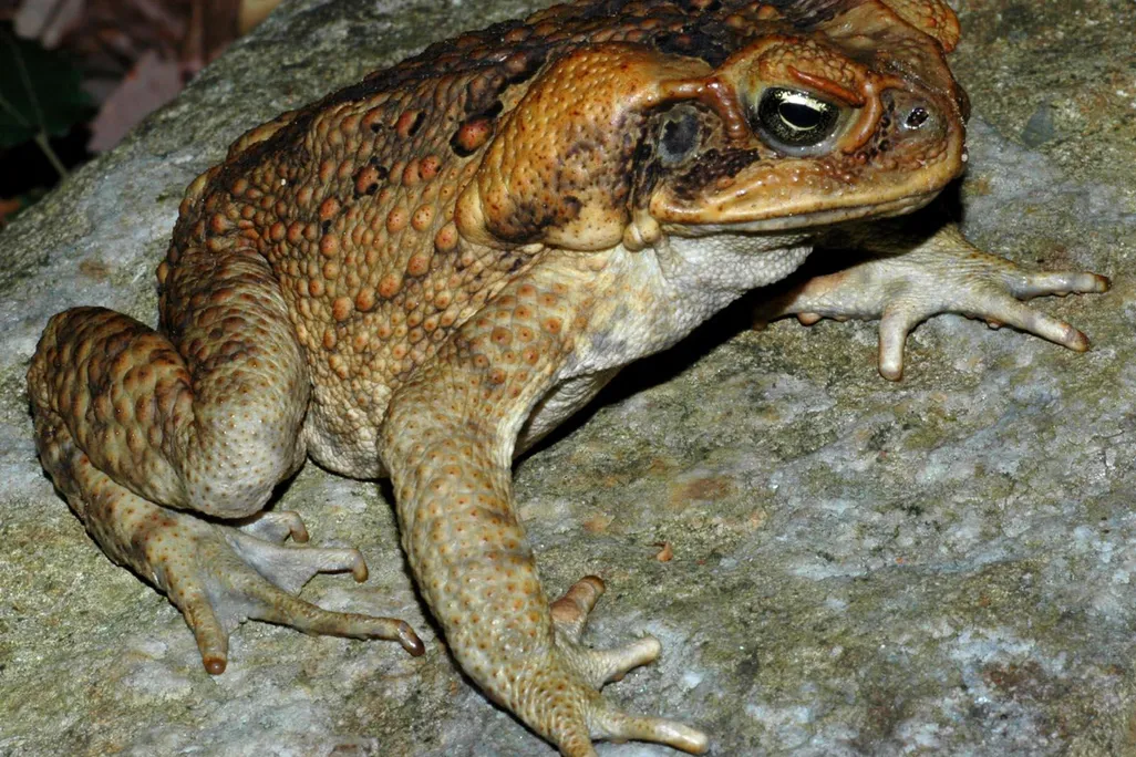 An image of a cane toad. The amphibian is a light burnt sienna color and has warts on its skin.