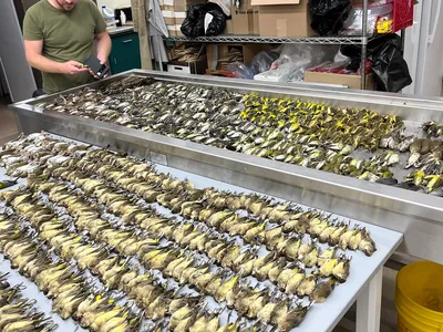 The Field Museum collects bodies of birds that collide with windows. The birds are processed and cleaned by the museum&rsquo;s flesh-eating beetle colony.