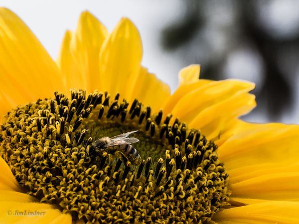 The Pollenator thumbnail