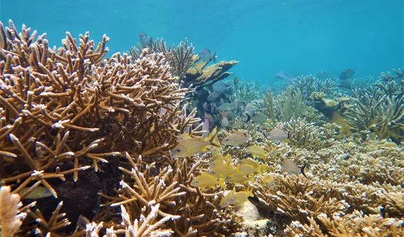 Yellow fish swim  in front of coral reef
