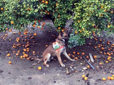 A detector dog named Szaboles, trained to sniff out the bacterial pathogen Candidatus Liberibacter asiaticus in a citrus orchard.

