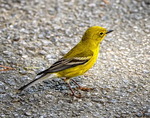 Yellow Warbler thumbnail