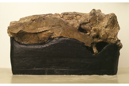 An endocast revealing the brain of an Iguanodon, an herbivorous dinosaur of the early Cretaceous period. This was the first fossilized dinosaur brain found by modern scientists, announced in 2016.