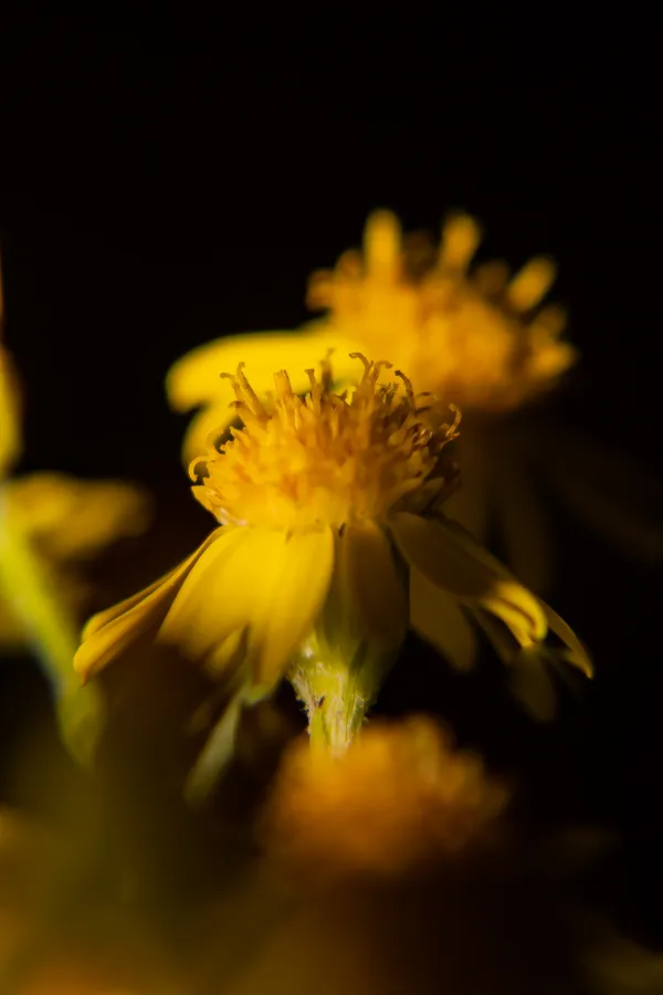 Spotlights and Echoes thumbnail