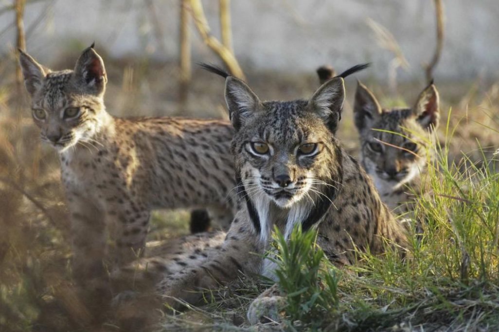 Iberian lynx with cubs