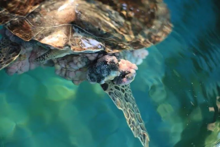 A large fibropapillomatosis tumor mass on a juvenile green sea turtle.