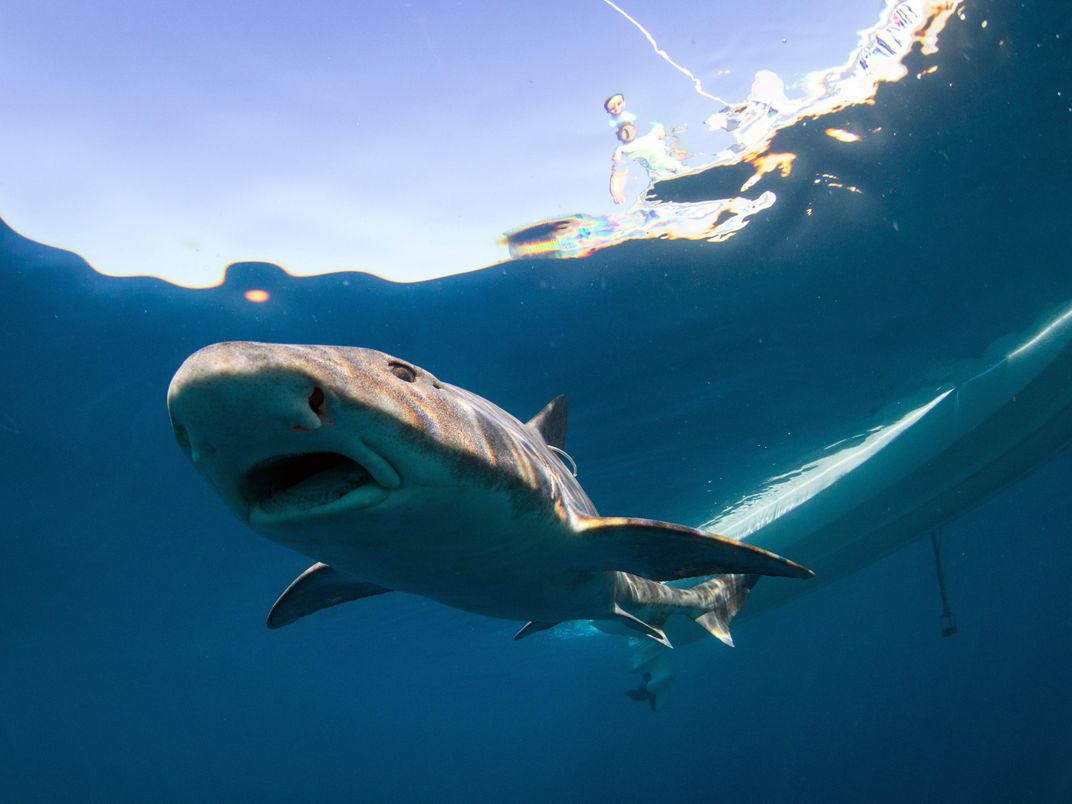 Leopard Sharks Navigate With Their Noses