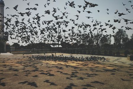 As natural space is converted to cropland, pastures, cities and suburbia, certain short-lived animals like pigeons and rats, thrive.