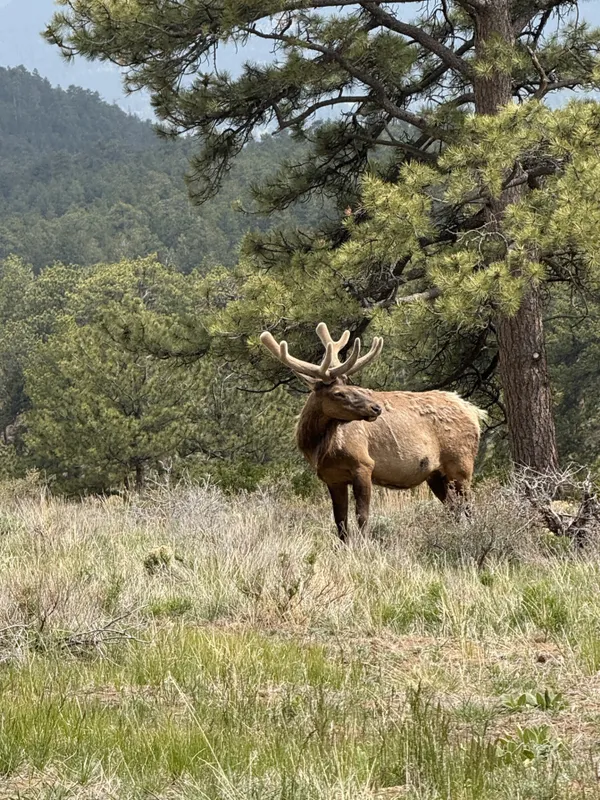 Elk in the Rockies thumbnail