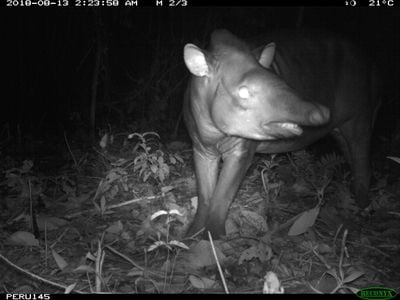 A tapir (Tapirus terrestris) caught on camera in Peru's Amazonian rainforest.

