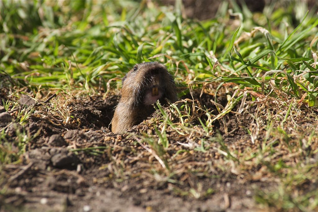 Gopher
