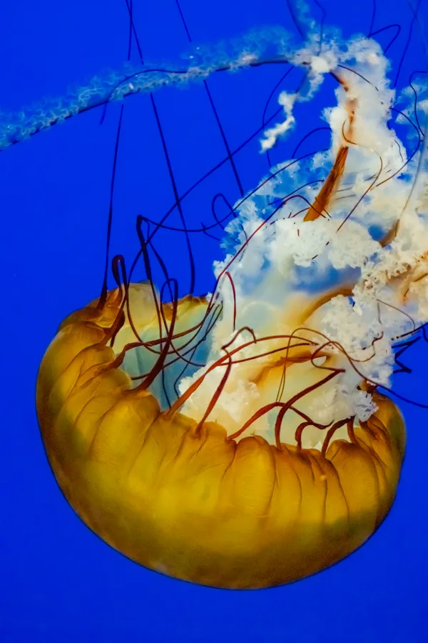 Jellyfish Closeup thumbnail