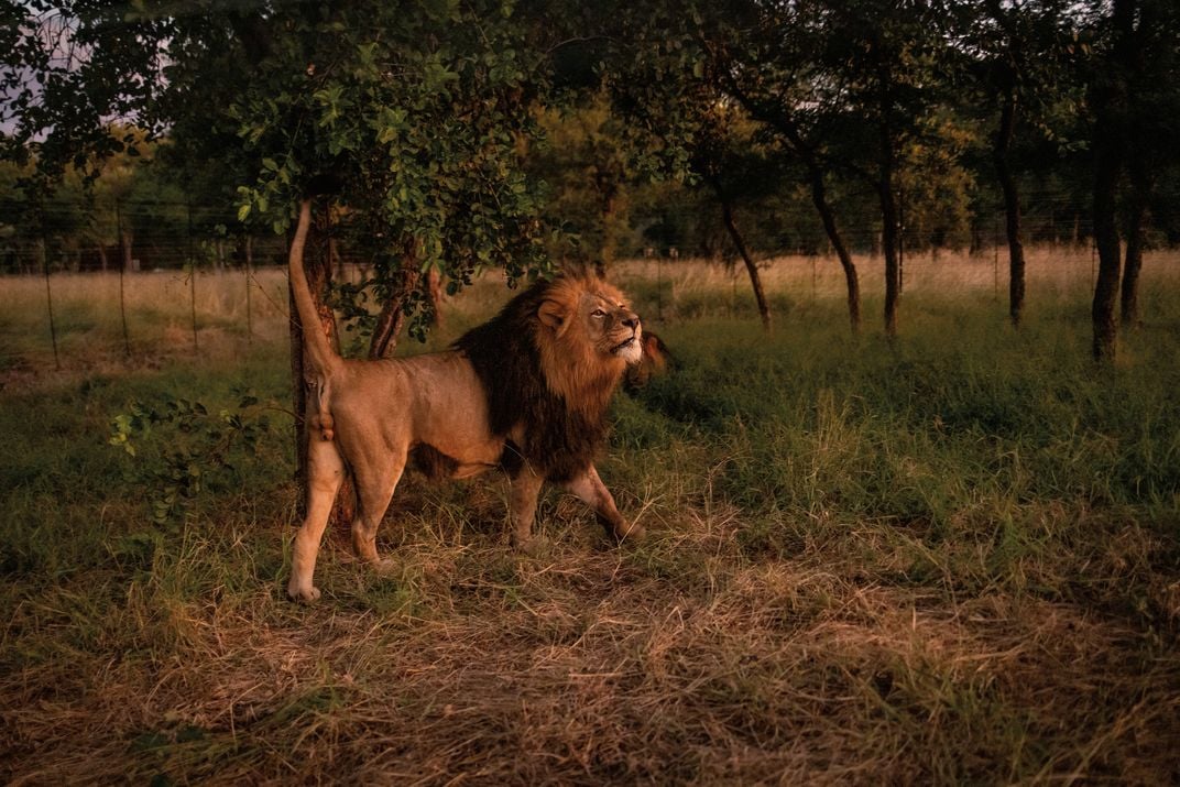 Male lion in enclosure