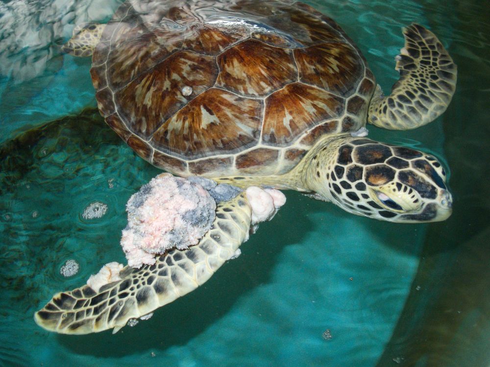 Soft tumors make life hard for sea turtles.