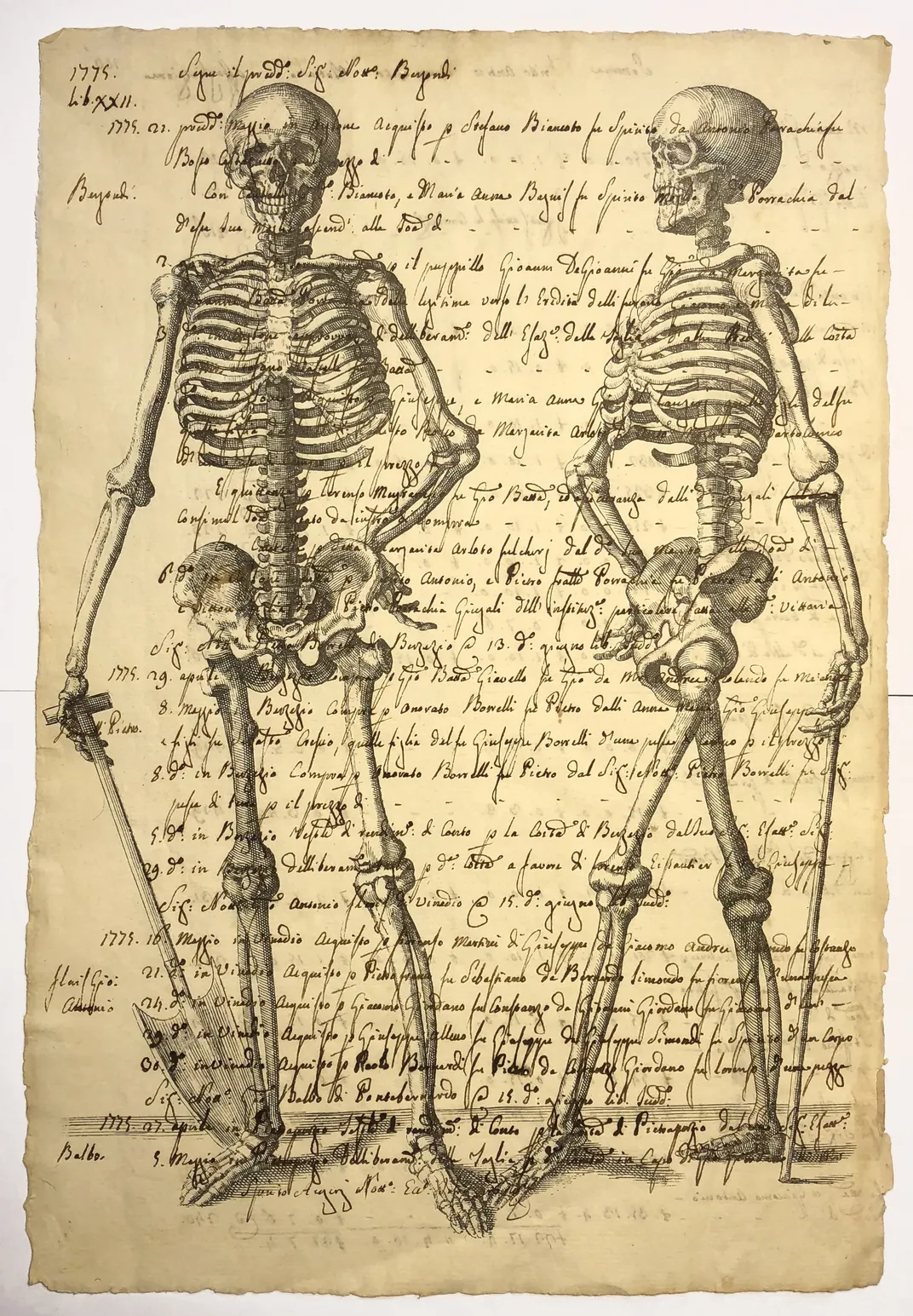 Skeleton plate from Diderot's Encyclopedia