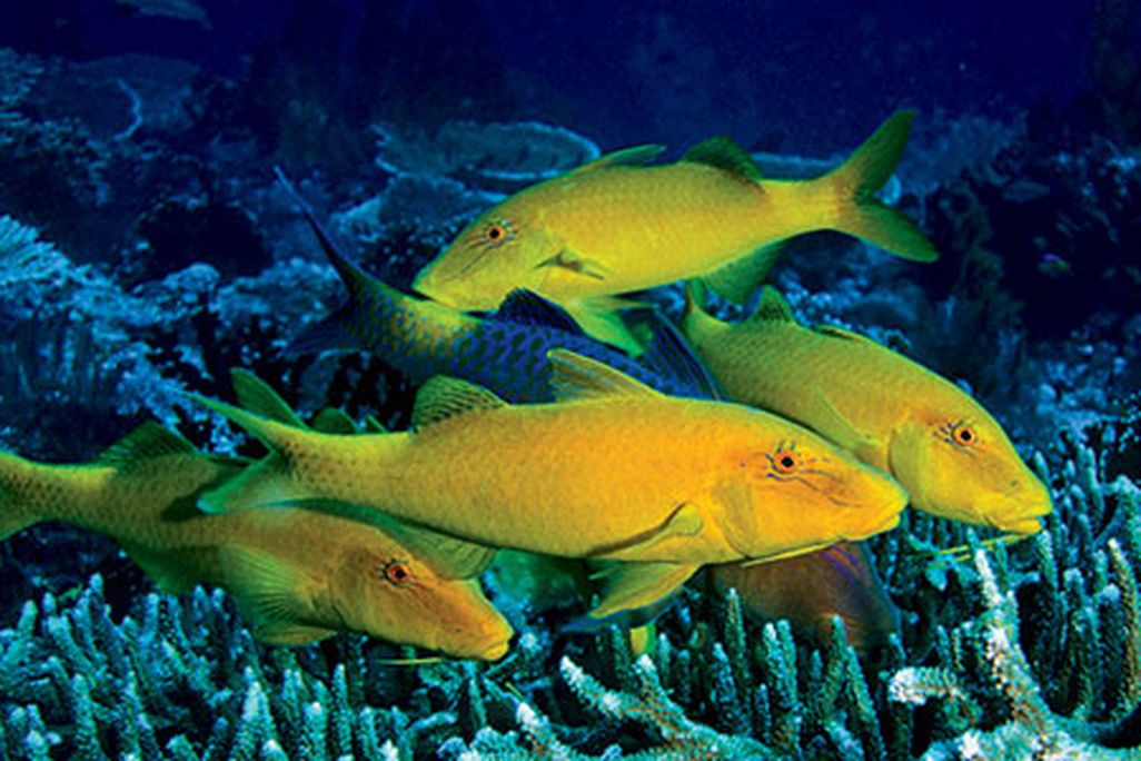 Yellow saddle goatfish