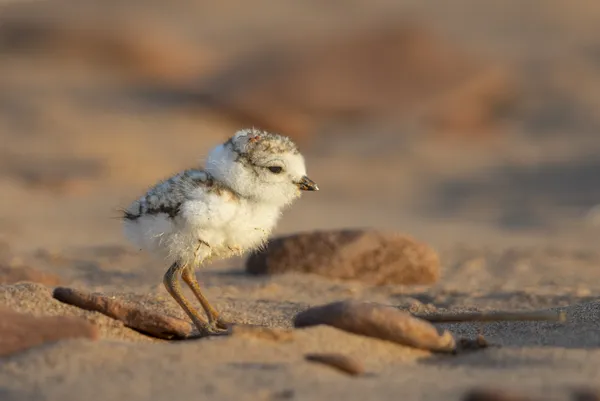 Where did that lunch go? thumbnail