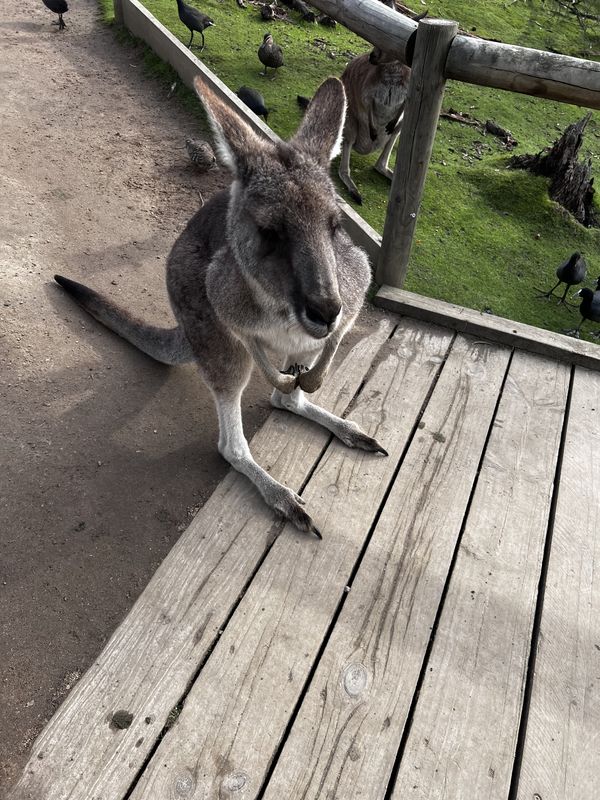 Greetings from Down Under thumbnail