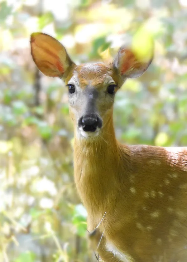 young deer - Nikon D7200 thumbnail