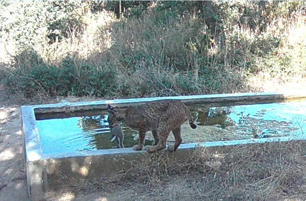 a lynx carries a dead rabbit beside a water trough