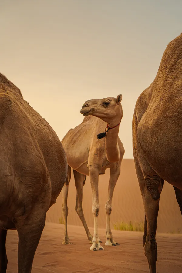 Majestetic camels gather in the golden glow of the desert. thumbnail