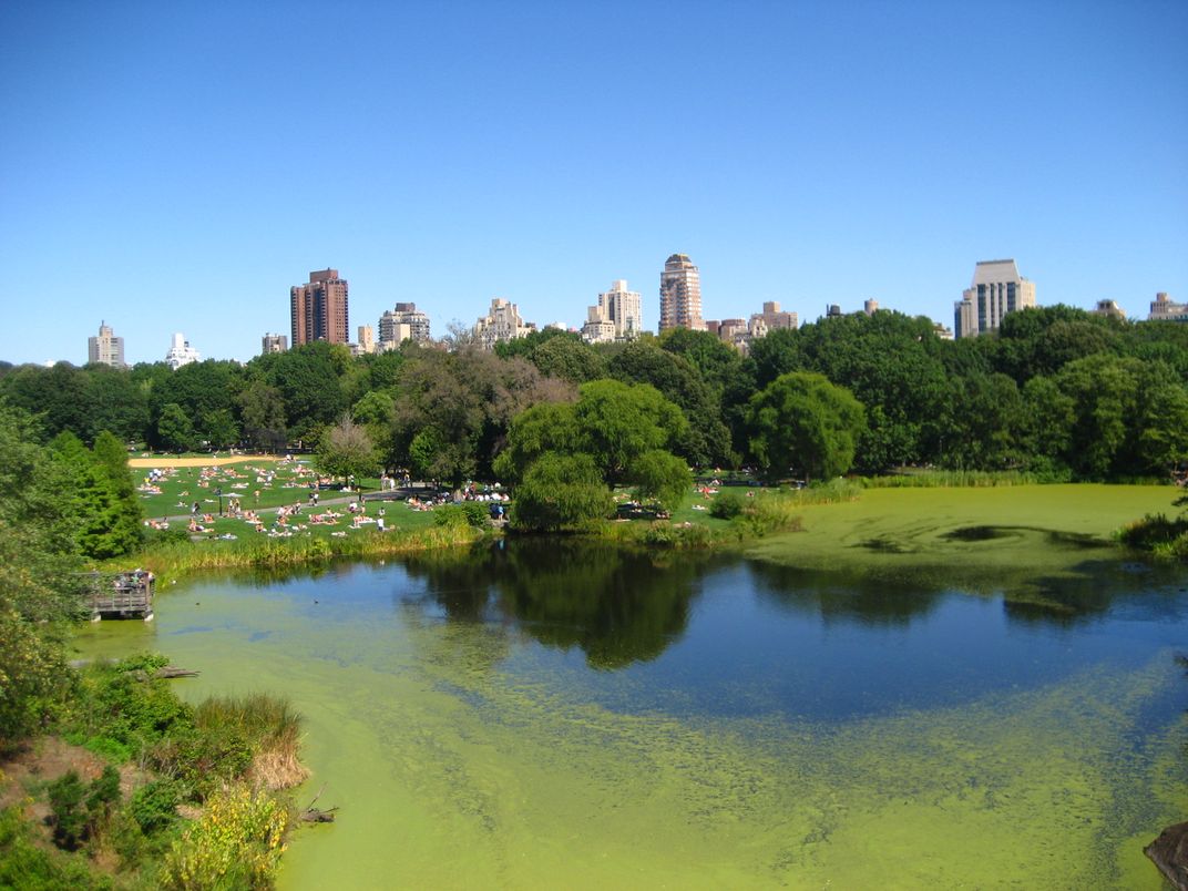 Central Park on a sunny day | Smithsonian Photo Contest | Smithsonian ...