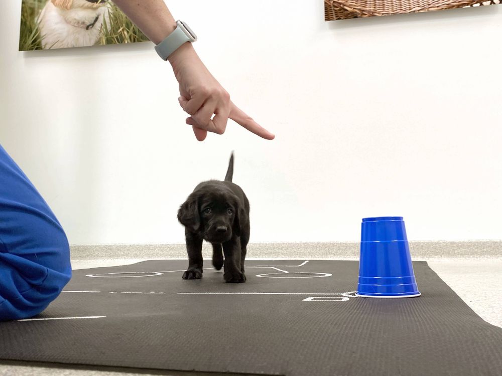 Black Labrador puppy