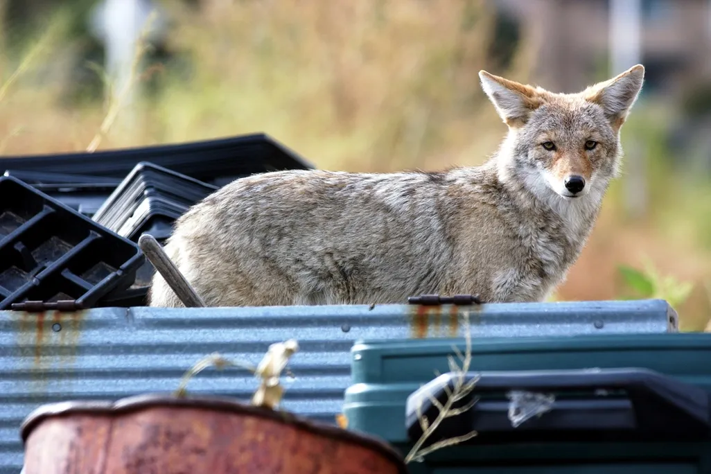 An urban coyote in Denver