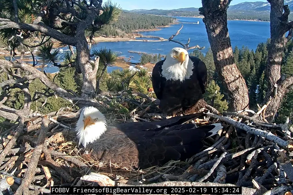 Pair of bald eagles in a nest