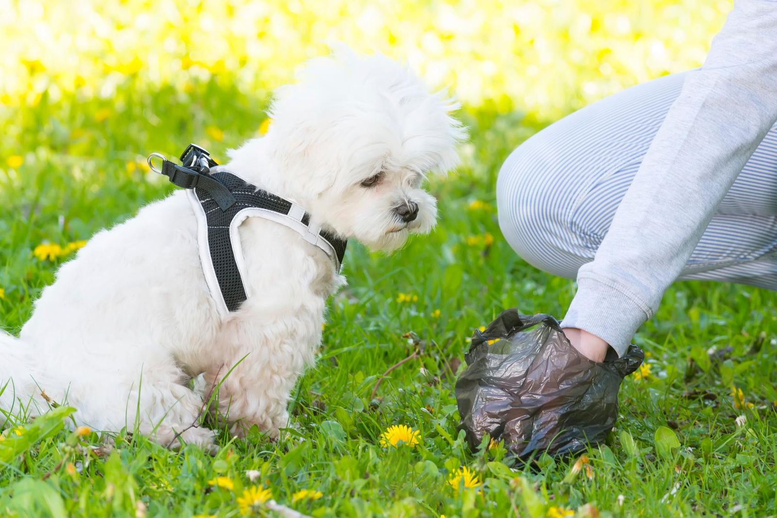 do dogs poop where other dogs poop