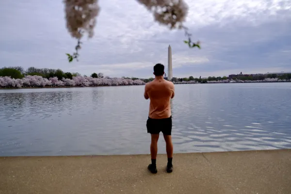 Cherry Blossoms and Washington Monument thumbnail