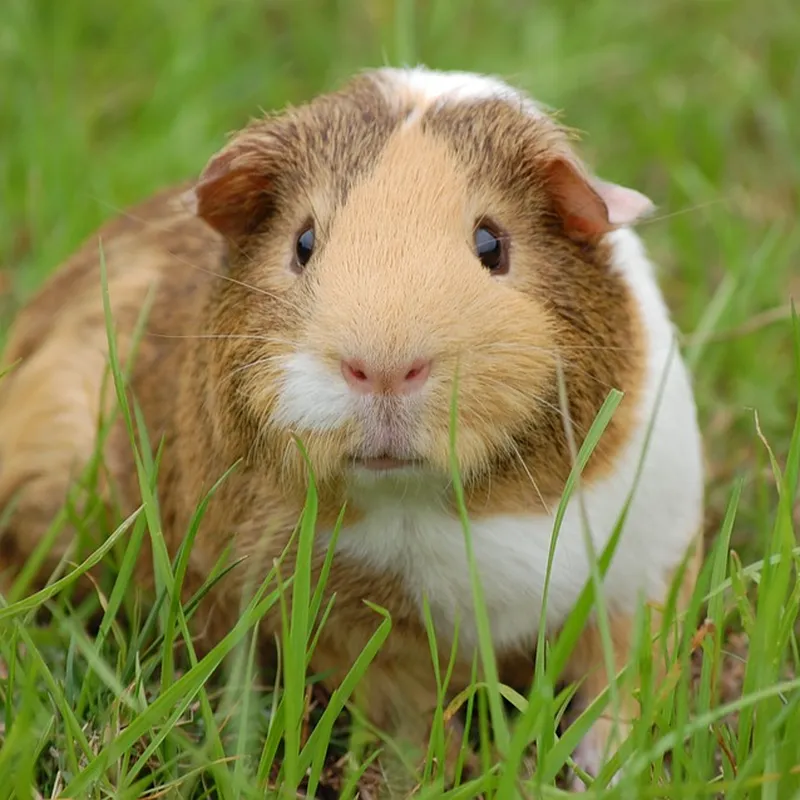 Guinea store pig experiment