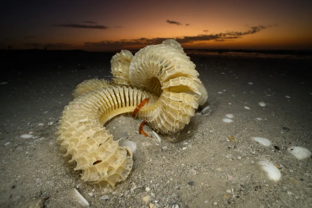 A lightning whelk lays up to 20,000 eggs at a time. First, she uses a gland underneath her foot to spool out a long casing with individual capsules inside.
