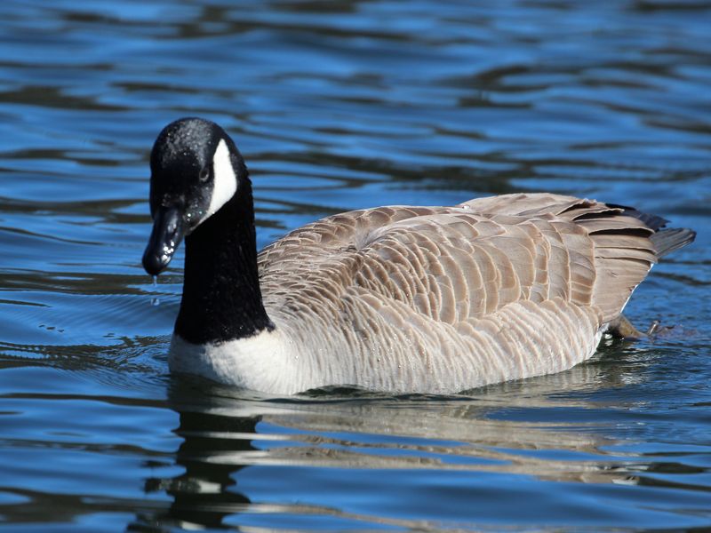 A goose in water | Smithsonian Photo Contest | Smithsonian Magazine