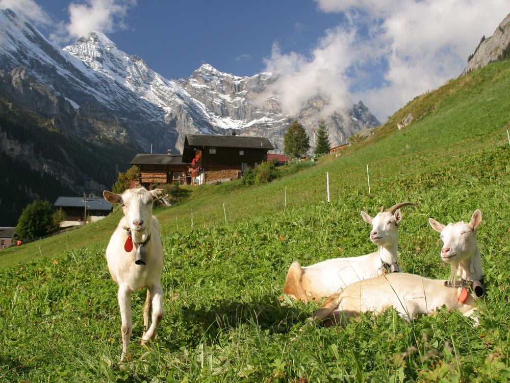 gimmelwald-goats-steves.JPG