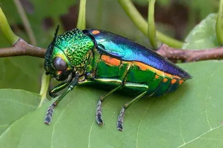The mesmerizing rainbow sheen of jewel beetles Sternocera aequisignata might help camouflage them from predators.