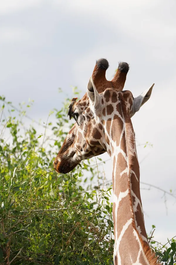 Giraffe and the Oxpecker thumbnail