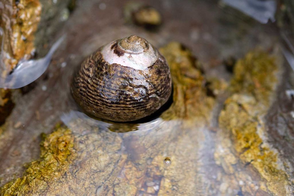 Black Turban Snail