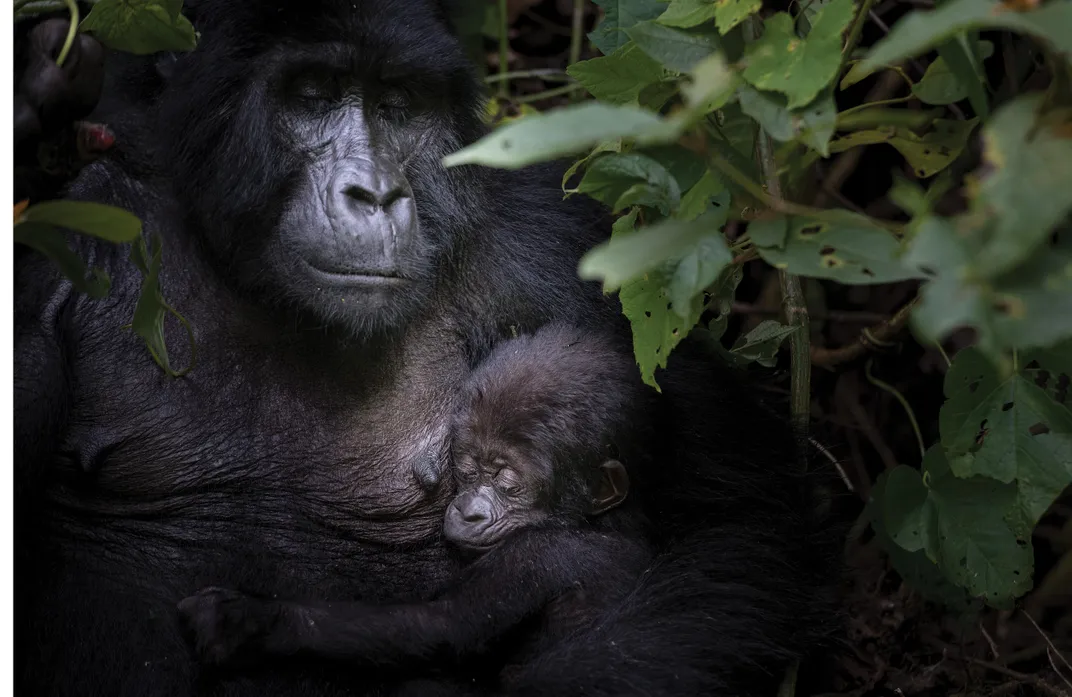 Rotary, an 11-year-old female in Bwindi Impenetrable National Park, with her 3-month-old infant.