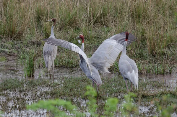 The crane family thumbnail