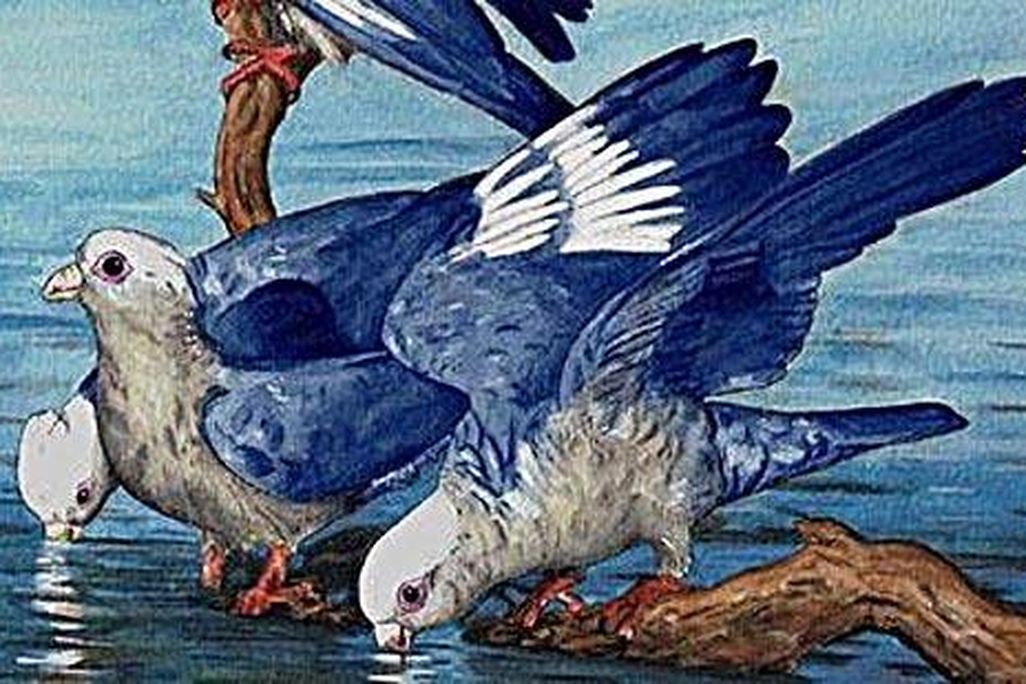 norwegianblue.jpg