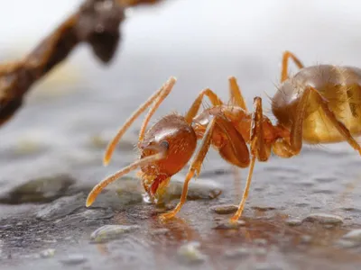 Acid-spewing tawny crazy ants, formerly called raspberry crazy ants, have been spreading through the gulf coast in recent years.