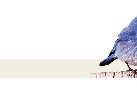 After ruling out diet, scientists discover the secret behind blue feathers lies inside how the feathers are made.