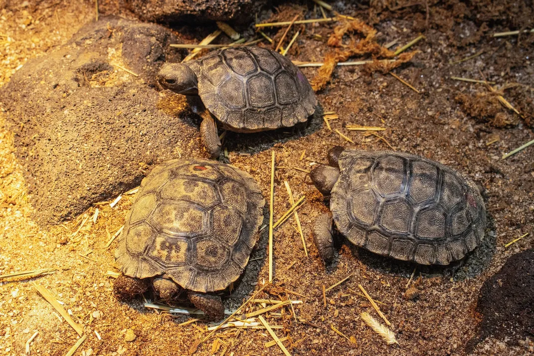 Small tortoises
