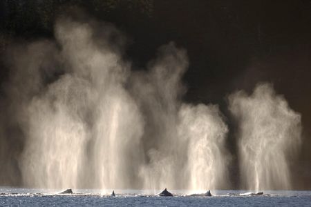Where are the whales? 