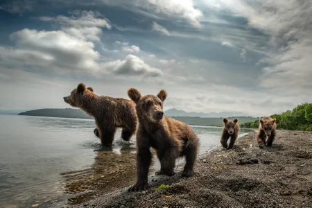 Bear Family of Kamchatka