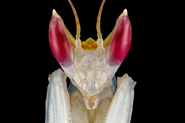 The Living Orchid — Face of an Orchid Mantis thumbnail